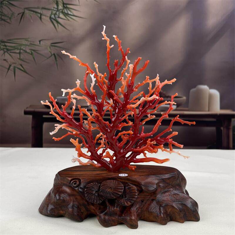 天然阿卡珊瑚树摆件70.3克原色有机宝石阿卡沙丁赤血红科西嘉