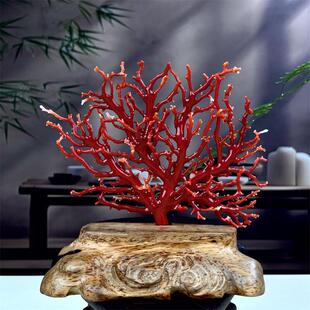 天然阿卡赤血红珊瑚树摆件深海红沙丁日本枝枝火树银花100.4克颂