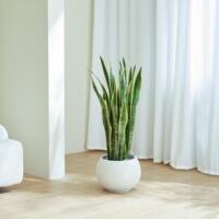 The golden-edge tiger tail lanula potted plant is a lazy plant for indoor living room and office to absorb formaldehyde. It is a large Nordic green plant thumbnail 3