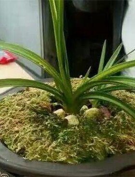 真正品高端纯种水晶惠兰贵州龙国宝级兰花大螭龙奇叶珍稀好养花卉
