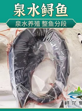 软骨鲟鱼新鲜活体现杀铁锅鲟鱼无杂刺烧烤鱼淡水鱼鳇鱼脆骨鱼礼品