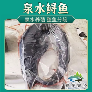 软骨鲟鱼新鲜活体现杀铁锅鲟鱼无杂刺烧烤鱼淡水鱼鳇鱼脆骨鱼礼品