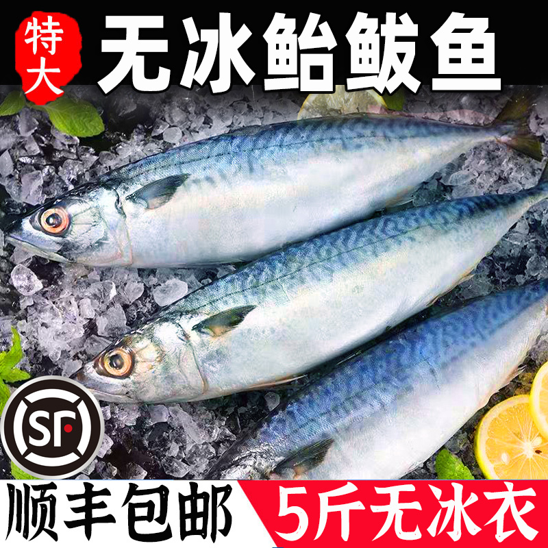 鲐鲅鱼青占鱼青鱼新鲜冷冻鲅鱼青花鱼马鲛鱼海鱼小鲅鱼燕鲭鱼鲐鱼-封面