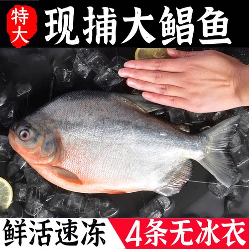【无冰衣】特大鲳鱼4条大鱼
