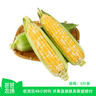 云南水果玉米5斤 芭芭农场兑换专享