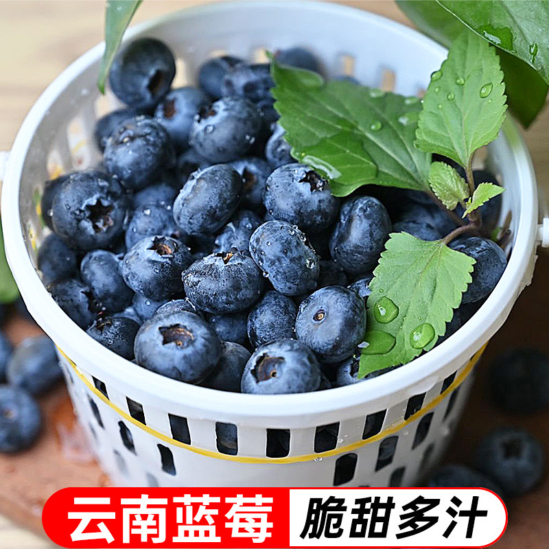 云南新鲜国产蓝莓鲜嫩多汁