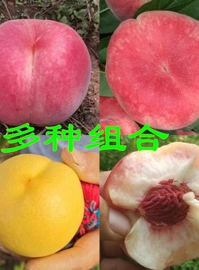 北京礼品盒装新鲜组合平谷大桃