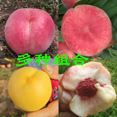 北京礼品盒装新鲜组合平谷大桃