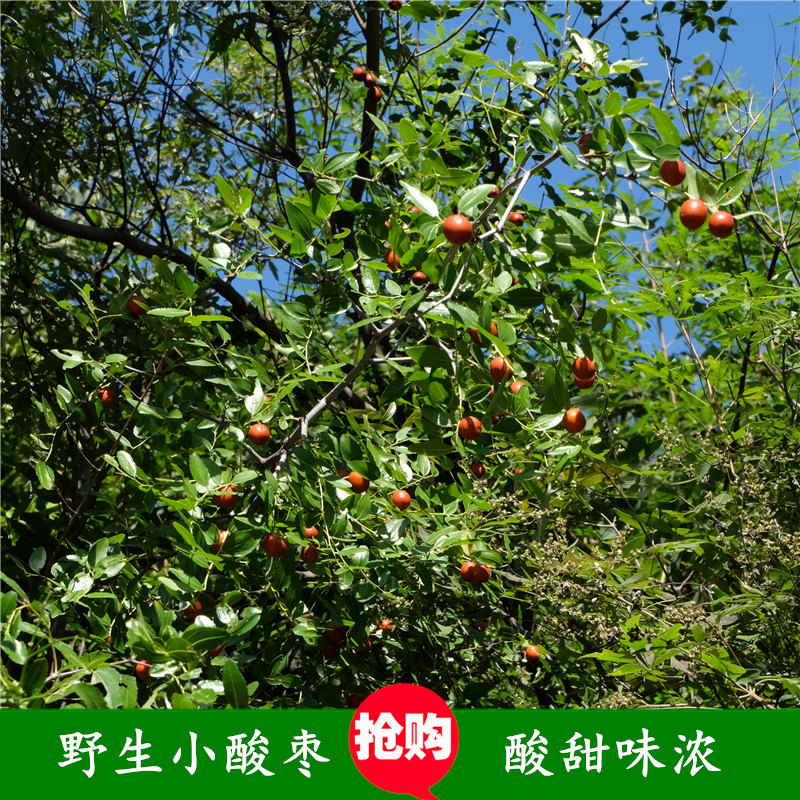 北京农家纯野生小酸枣孕妇零食自然生山枣特产原味可泡茶熬粥包邮