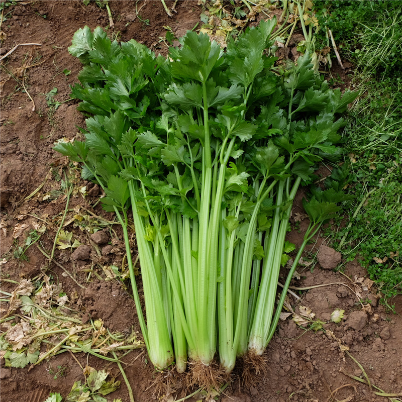 北京农产品同城配送新鲜蔬菜时令小香芹产地直销菜青菜小芹菜食用 水产肉类/新鲜蔬果/熟食 其它 原图主图