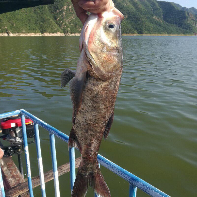 北京新鲜自然生长大胖头鱼现捞