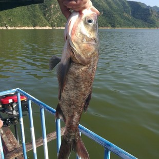 北京平谷水库胖头鱼现捞现发鲜活水库大头鱼冰鲜花鲢白莲鱼鲜美