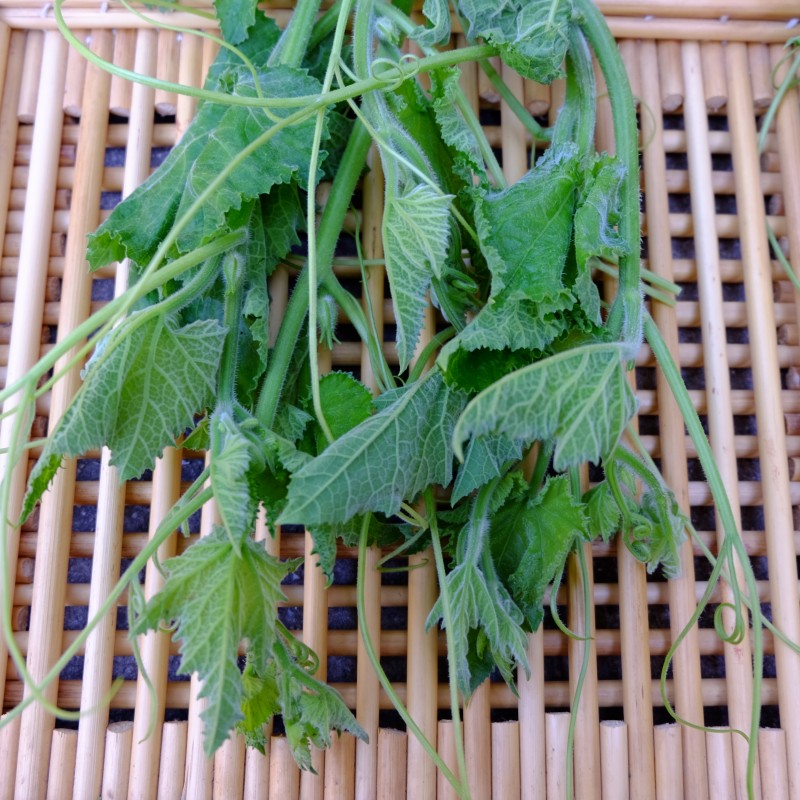 现摘农家南瓜尖新鲜蔬菜北京平谷