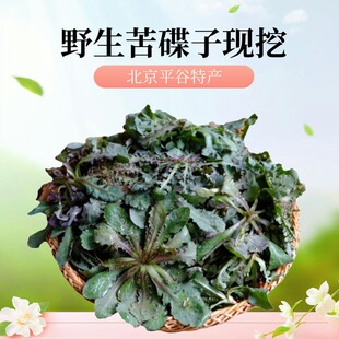 北京现挖苦碟子苦麻子野菜特产农村春菜野菜苦菜曲麻子新鲜蔬菜