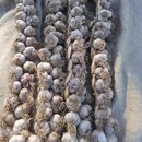 北京四六瓣大蒜46瓣农家紫皮蒜自种老品种大蒜整辫可蒜种腊八蒜