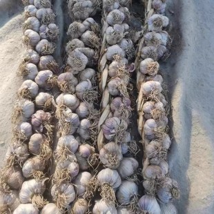 北京四六瓣大蒜46瓣农家紫皮蒜自种老品种大蒜整辫可蒜种腊八蒜