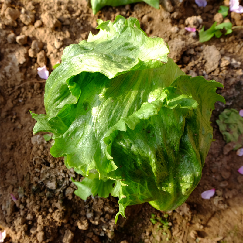北京新鲜蔬菜农产品自种西生菜球生菜特产同城配送青菜沙拉菜食用