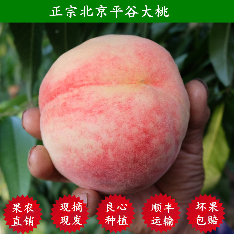 正宗北京平谷大桃绿化九桃包邮