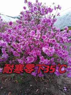东北耐寒落叶重瓣 淀川杜鹃花  东三省露天无需防护    特别好养