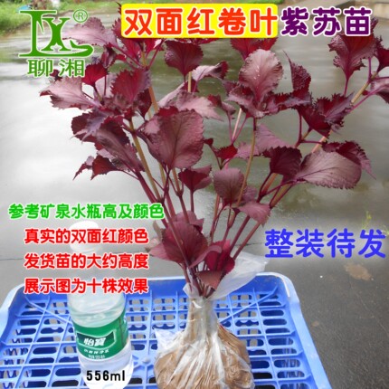 5棵可食用紫苏苗双面全紫湖南本地紫苏叶苗带土球易成活阳台种植