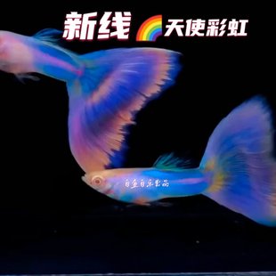 新线天使彩虹极光幻彩孔雀鱼金粉粉色系热带观赏鱼