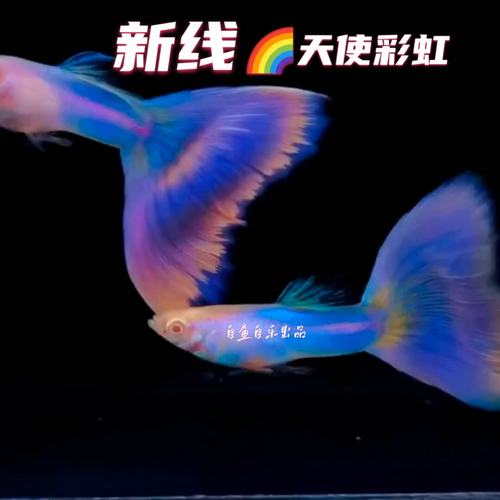 新线天使彩虹极光幻彩孔雀鱼金粉粉色系热带观赏鱼