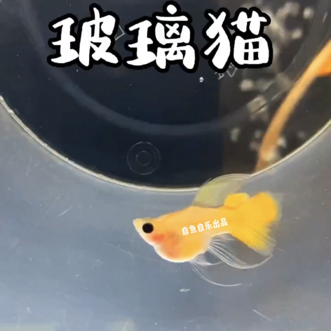 新品黄金玻璃猫孔雀鱼玻璃猫球体大C小型热带观赏鱼进口种鱼苗