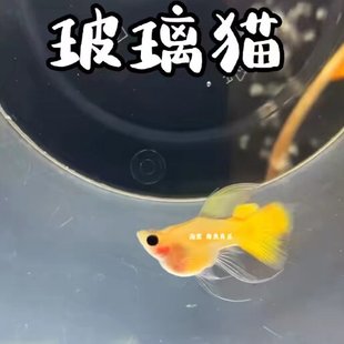 新品黄金玻璃猫孔雀鱼玻璃猫球体大C小型热带观赏鱼进口种鱼苗
