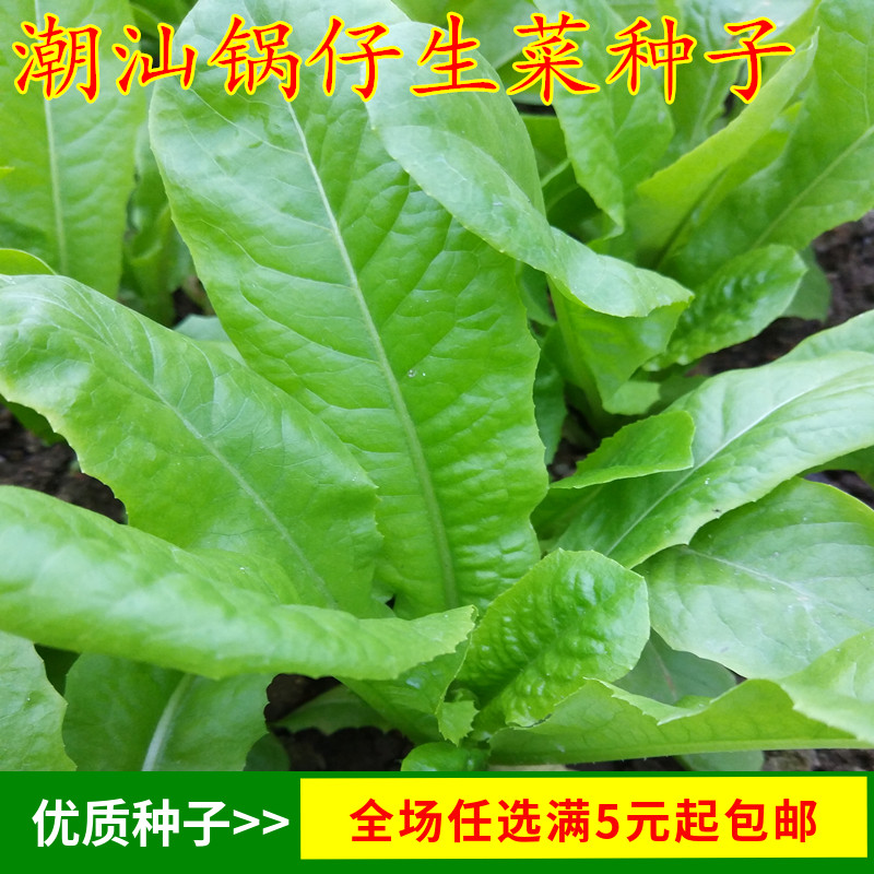 潮汕特色圆叶油麦菜乌香菜易种