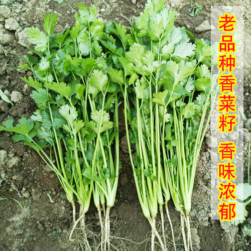 老品种香菜种子香味浓郁发芽高