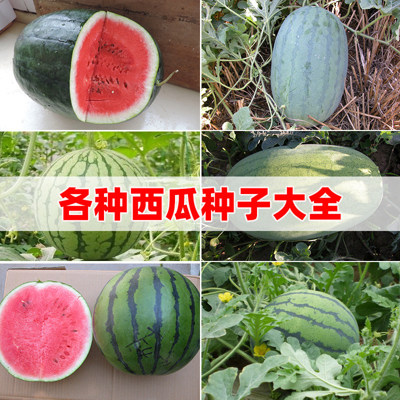 高产8424西瓜种子集合 杂交水果种子孑口感好黑美人皮红瓤春季,鲜花速递/花卉仿真/绿植园艺,家庭园艺种子,淘宝优惠券,粉丝福利购,淘宝优惠卷