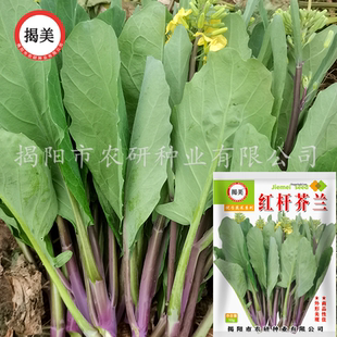 红梗芥兰 红芥兰 红芥蓝种子 阳台盆栽庭院蔬菜种子菜籽孑