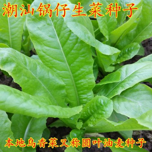 潮汕特色圆叶油麦菜乌香菜易种
