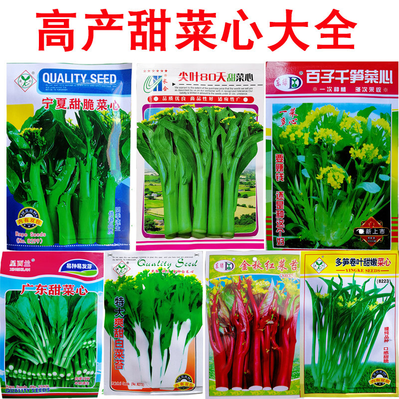 广东四九甜菜心种子白菜红菜苔四季蔬菜种籽孑连州增城迟青菜秋冬