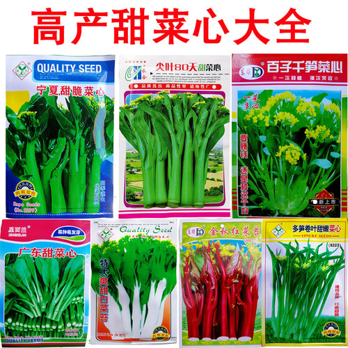 广东甜菜心种子大全高产多芽质好