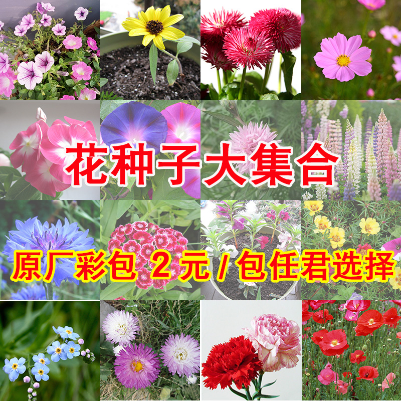 花卉種子四季播格桑花驅蚊草滿天星太陽花萬壽菊野花鳳仙花向日葵