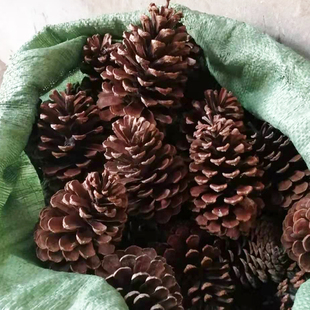 松果超大天然美国松松塔圣诞装饰摆件幼儿园手工DIY材料松球干花