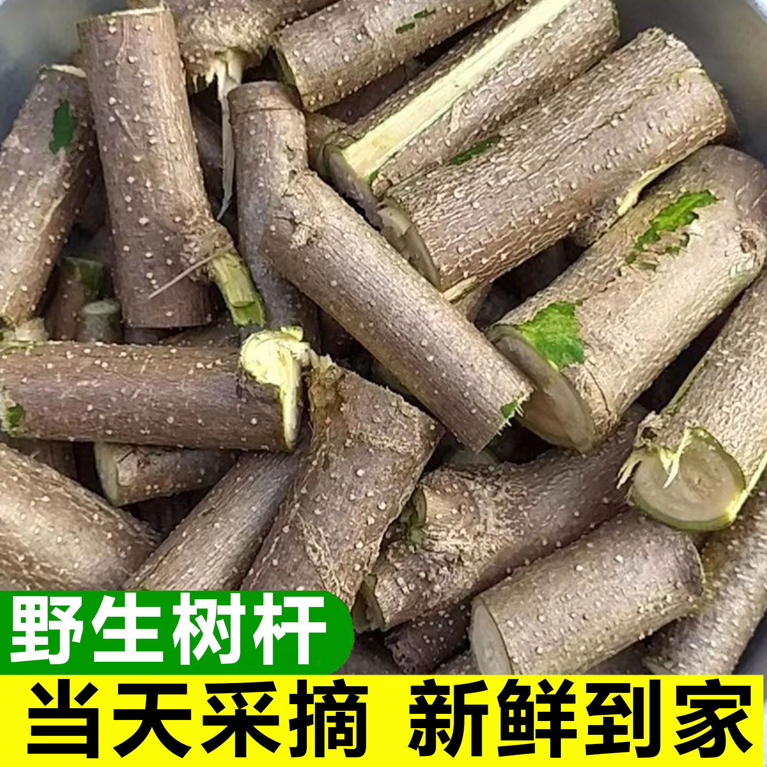 正宗新鲜辣木树枝 辣木籽辣木树叶 辣木树干 辣木树根 中药辣木叶