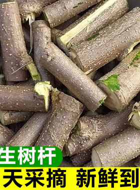 当天采摘正宗新鲜辣木树枝辣木籽
