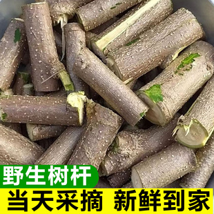 正宗新鲜辣木树枝 辣木籽辣木树叶 辣木树干 辣木树根 中药辣木叶