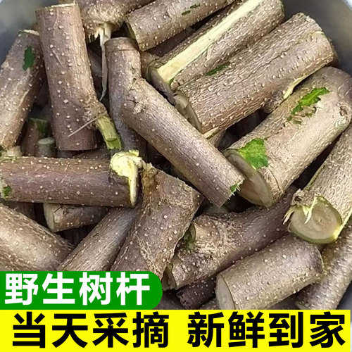 当天采摘正宗新鲜辣木树枝辣木籽