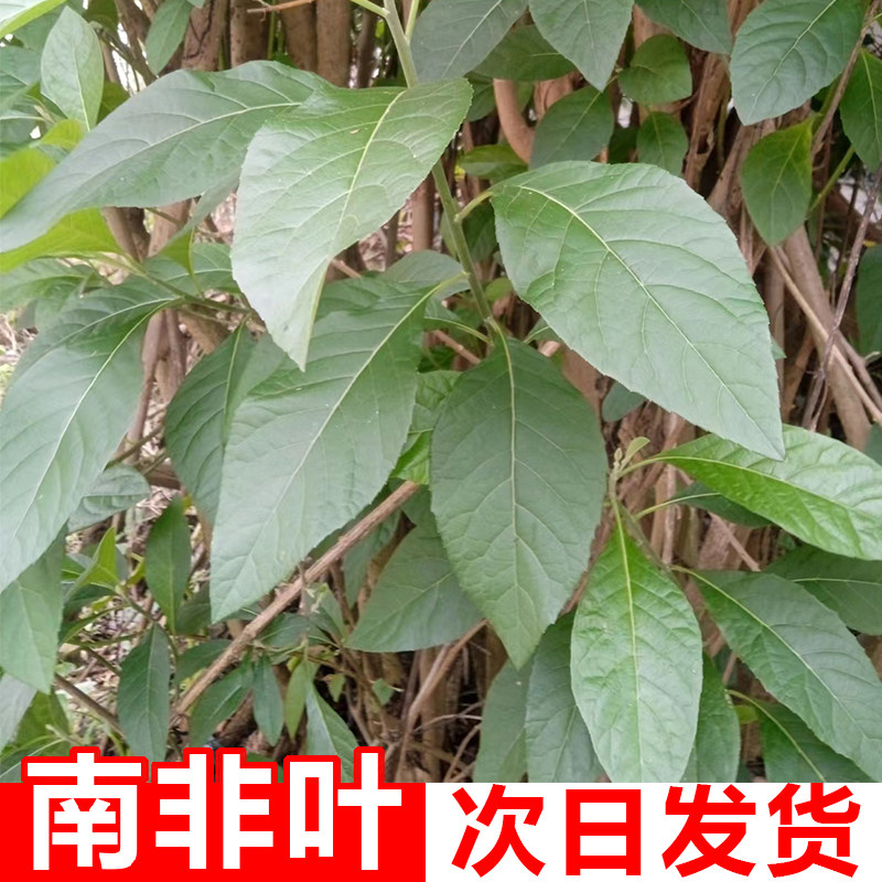 正宗南非叶新鲜扁桃斑鸠菊中草药材苦茶叶鲜叶药王叶泡茶水