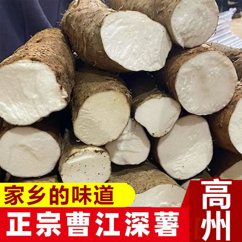 广东高州曹江深薯新鲜粉糯山药