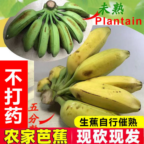 高州酸甜大蕉新鲜广东芭蕉本地