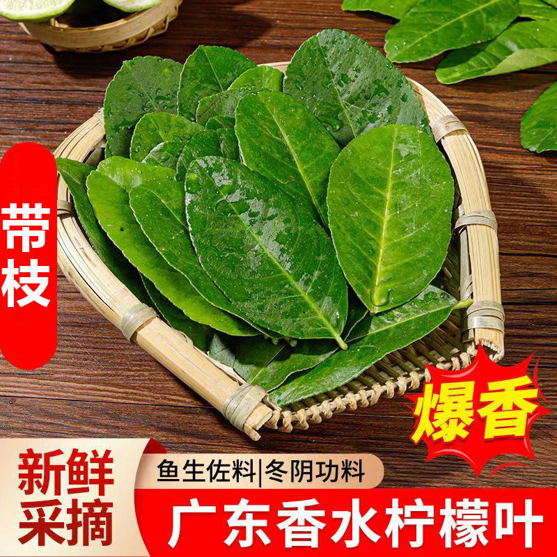 新鲜香水柠檬叶切丝鱼生柠檬树香叶食用冬阴功汤泰国冬荫功汤底料