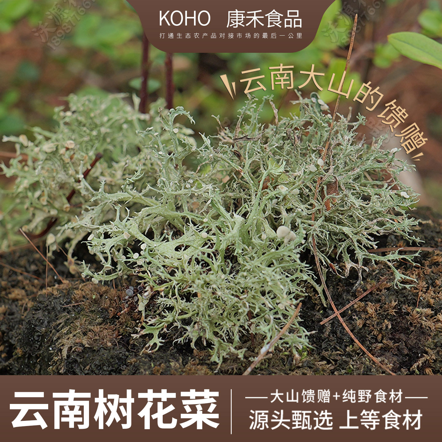 云南树花菜特产干货深山大自然纯野美味食材凉拌菜思茅菜
