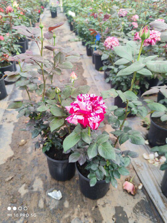 胡里奥   灌木 红白混合条纹  抗病  浓香原盆原土发货终身包对版