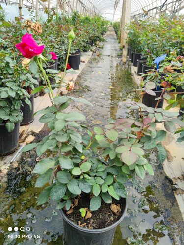 【清风月季园】墨红食用玫瑰花苗  四季开花 浓香型红玫瑰  中苗