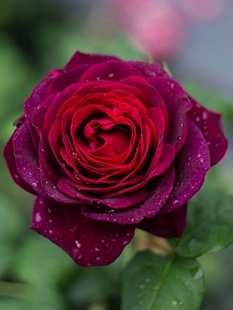 超新品 不眠之夜/黑鱼子酱 浓香欧月季多季阳台室内庭院花苗中苗