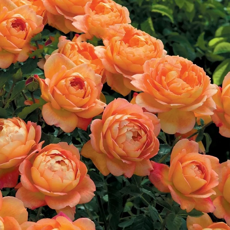 夏洛特夫人  爬藤蔷薇花苗大花多季节重复开花抗病好养适合庭院,鲜花速递/花卉仿真/绿植园艺,月季/蔷薇/玫瑰,淘宝优惠券,粉丝福利购,淘宝优惠卷